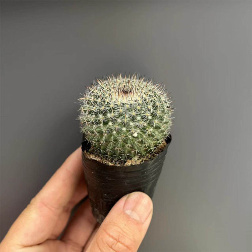 Mammillaria hahniana Cactus for Sale - Old Lady Cactus, Fluffy White Indoor Succulent with Pink Blooms