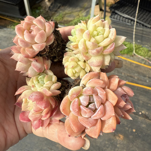 Echeveria 'Peach Pride'‌ - Beginner-Friendly Succulent with Peach-Pink Jelly Leaves for Desktop Decor