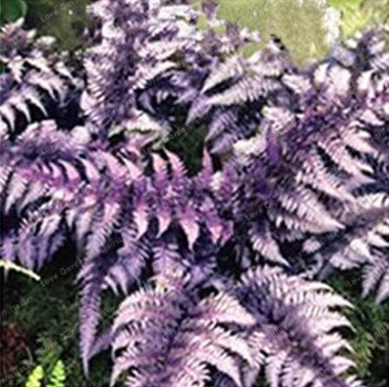 Japanese Rare Creeper Boston Fern Seeds Vines Climbing Plants (Color: 8)