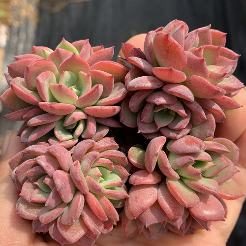 Echeveria 'Noble' - Color-Changing Succulent, Perfect for Beginners & Collectors
