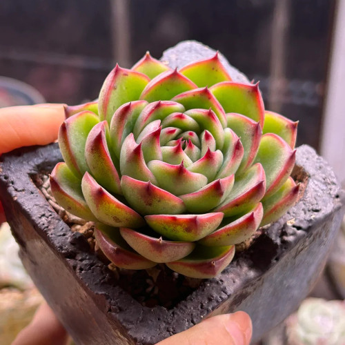 Echeveria cv. 'Gilva' - A Succulent Perfect for Pots, Mixed Arrangements, and Sunny Windowsills
