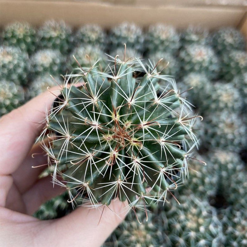 Thelocactus setispinus - Rare Spiral Rib Cactus, Compact & Hardy Succulent for Indoor and Outdoor Gardens