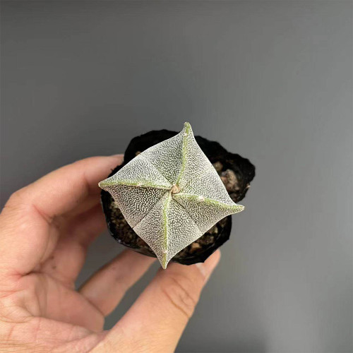 Astrophytum myriostigma quadricostatum for Sale | Rare Four-Ribbed Bishop's Cap Cactus with Velvety White Speckles