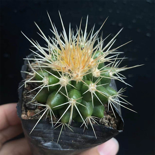 Echinocactus grusonii for Sale | Golden Barrel Cactus, Low Maintenance Spherical Succulent with Golden Spines