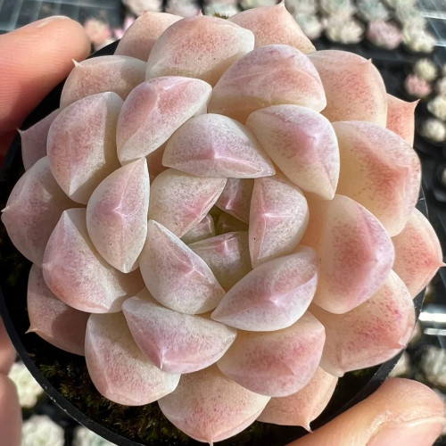 Echeveria cv. 'Moon Star' - Soft Colored Succulent for Sunny Windowsills