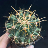Ferocactus peninsulae | Fishhook Barrel Cactus, Iconic Hooked Spines & Low Maintenance Care