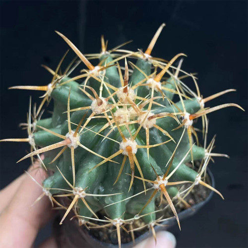Ferocactus peninsulae | Fishhook Barrel Cactus, Iconic Hooked Spines & Low Maintenance Care