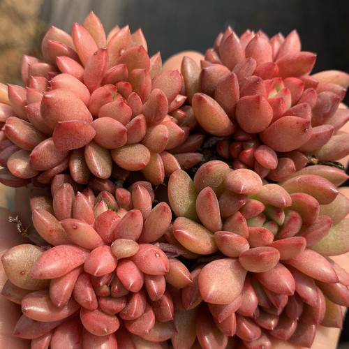 Sedeveria 'Pink Ruby' - Low Maintenance Color Changing Succulent for Home & Garden
