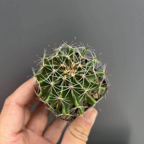Thelocactus setispinus - Rare Spiral Rib Cactus, Compact & Hardy Succulent for Indoor and Outdoor Gardens