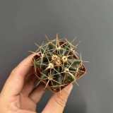Ferocactus peninsulae | Fishhook Barrel Cactus, Iconic Hooked Spines & Low Maintenance Care
