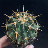 Ferocactus peninsulae | Fishhook Barrel Cactus, Iconic Hooked Spines & Low Maintenance Care