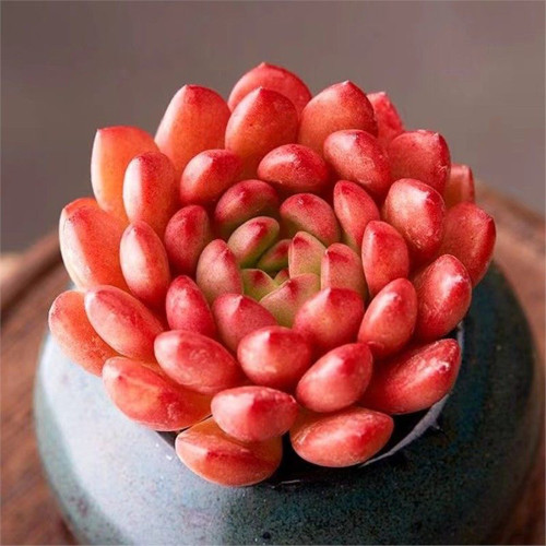 Sedeveria 'Pink Ruby' - Low Maintenance Color Changing Succulent for Home & Garden