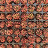 Sedeveria 'Pink Ruby' - Low Maintenance Color Changing Succulent for Home & Garden