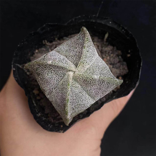 Astrophytum myriostigma quadricostatum for Sale | Rare Four-Ribbed Bishop's Cap Cactus with Velvety White Speckles