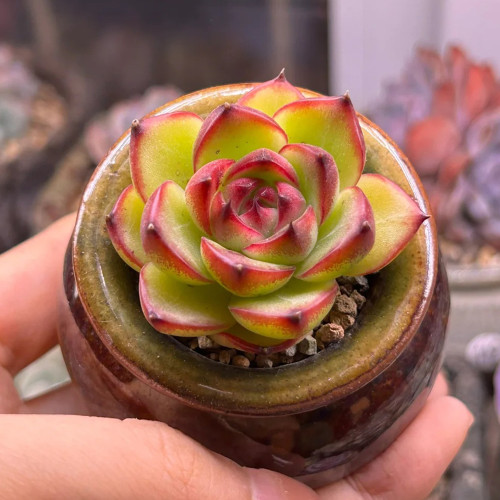 Echeveria cv. 'Gilva' - A Succulent Perfect for Pots, Mixed Arrangements, and Sunny Windowsills