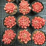 Sedeveria 'Pink Ruby' - Low Maintenance Color Changing Succulent for Home & Garden