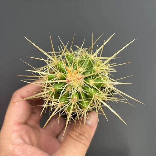 Echinocactus grusonii for Sale | Golden Barrel Cactus, Low Maintenance Spherical Succulent with Golden Spines