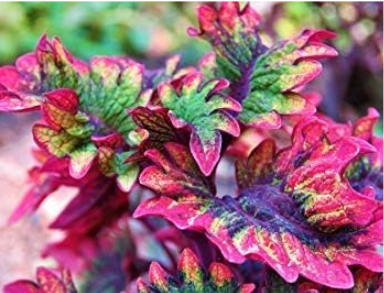 Giant Exhibition Complete Mix Coleus Seeds Easy to Grow