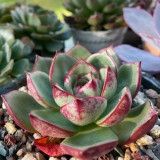 Echeveria cv. 'Bullfighter' - A vibrant, drought-tolerant, sun-loving succulent ideal for windowsills