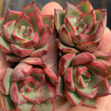 Echeveria cv. 'Bullfighter' - A vibrant, drought-tolerant, sun-loving succulent ideal for windowsills