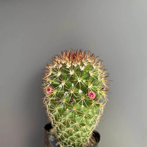 Mammillaria spinosissima Cactus for Sale | Fire-Spined, Beginner-Friendly, Flowering Succulent