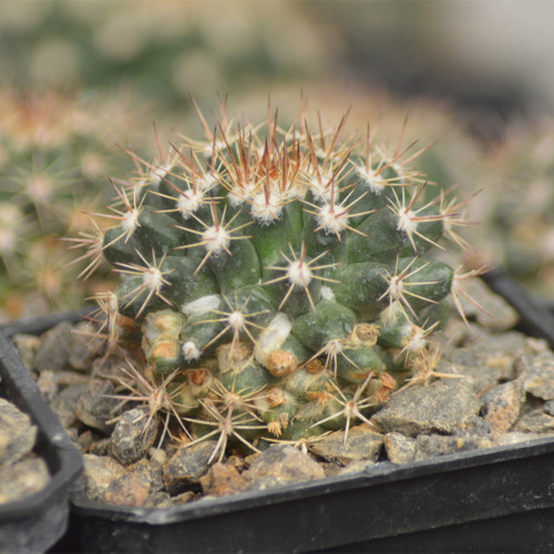Mammillaria mammillaris 'Cangbaotian' – Beginner-Friendly Succulent, Woolly Areoles & Pale Spines