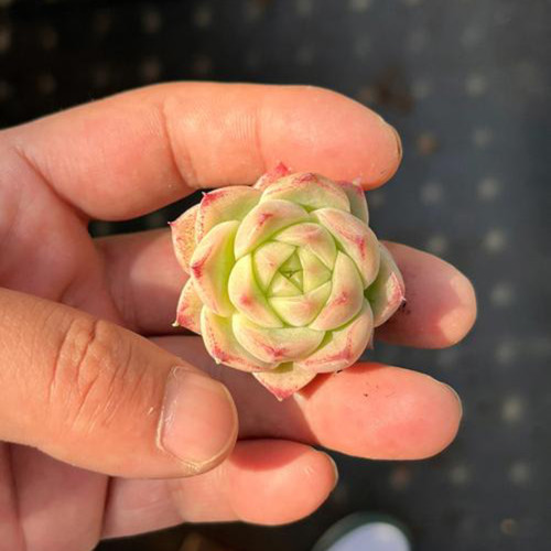 Echeveria 'Blue Light' - Beginner-Friendly, Low Maintenance Indoor Plant