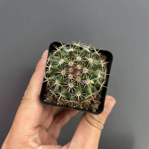 Mammillaria mammillaris 'Cangbaotian' – Beginner-Friendly Succulent, Woolly Areoles & Pale Spines