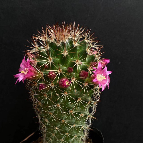 Mammillaria spinosissima Cactus for Sale | Fire-Spined, Beginner-Friendly, Flowering Succulent