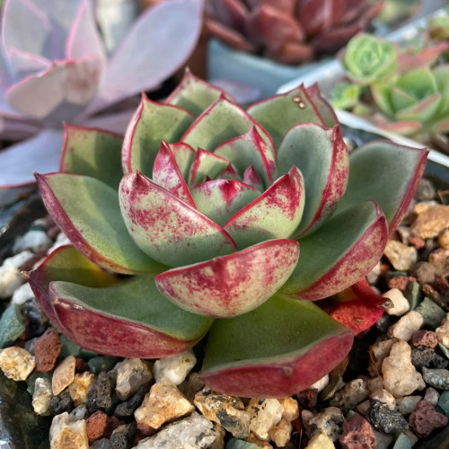 Echeveria cv. 'Bullfighter' - A vibrant, drought-tolerant, sun-loving succulent ideal for windowsills
