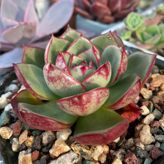 Echeveria cv. 'Bullfighter' - A vibrant, drought-tolerant, sun-loving succulent ideal for windowsills