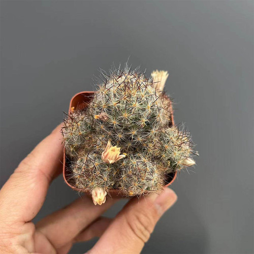Mammillaria prolifera Cactus for Sale | Clumping Soft-Spine Pincushion Cactus, Beginner-Friendly Indoor Desert Plant
