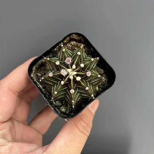 Gymnocalycium hybrid 'Rib Peony' – Collector's 'Rib Peony' Cactus with Geometric Ribs & Low-Maintenance Indoor Succulent