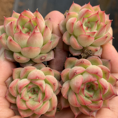 Echeveria 'Blue Light' - Beginner-Friendly, Low Maintenance Indoor Plant