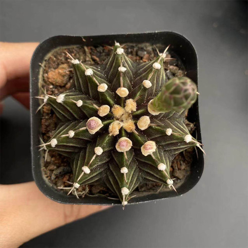 Gymnocalycium hybrid 'Rib Peony' – Collector's 'Rib Peony' Cactus with Geometric Ribs & Low-Maintenance Indoor Succulent