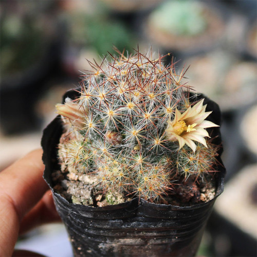 Mammillaria prolifera Cactus for Sale | Clumping Soft-Spine Pincushion Cactus, Beginner-Friendly Indoor Desert Plant