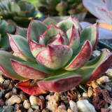 Echeveria cv. 'Bullfighter' - A vibrant, drought-tolerant, sun-loving succulent ideal for windowsills