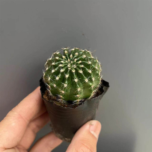 Echinopsis Hybrid 'Nongtaojin' Cactus | Compact Spherical Growth, Low-Maintenance Indoor Succulent for Beginners