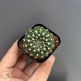 Parodia crassigibba Cactus for Sale | Round, Low-Maintenance Succulent with Symmetrical Form & Soft Spines