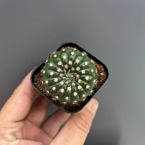 Parodia crassigibba Cactus for Sale | Round, Low-Maintenance Succulent with Symmetrical Form & Soft Spines