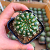 Parodia crassigibba Cactus for Sale | Round, Low-Maintenance Succulent with Symmetrical Form & Soft Spines