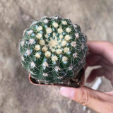 Parodia crassigibba Cactus for Sale | Round, Low-Maintenance Succulent with Symmetrical Form & Soft Spines