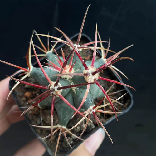 Ferocactus emoryi covillei for Sale – Dragon Crown Barrel Cactus, Red Spine Drought-Tolerant Sonoran Desert Succulent