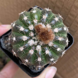Parodia crassigibba Cactus for Sale | Round, Low-Maintenance Succulent with Symmetrical Form & Soft Spines