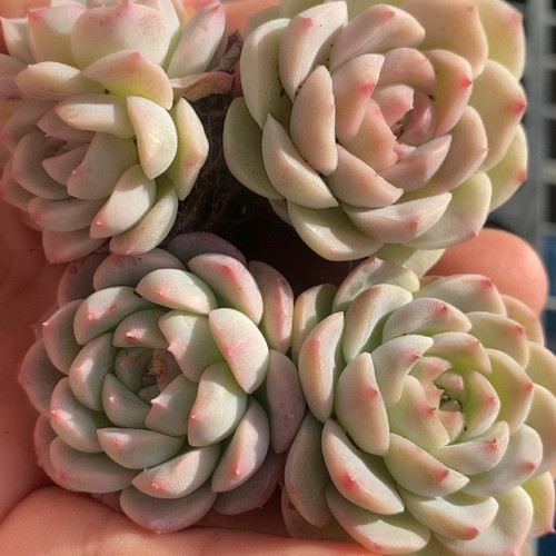 Echeveria 'Monroe' - Stunning Rosette, Vibrant Color, Easy-Care Plant