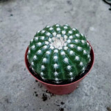 Parodia crassigibba Cactus for Sale | Round, Low-Maintenance Succulent with Symmetrical Form & Soft Spines