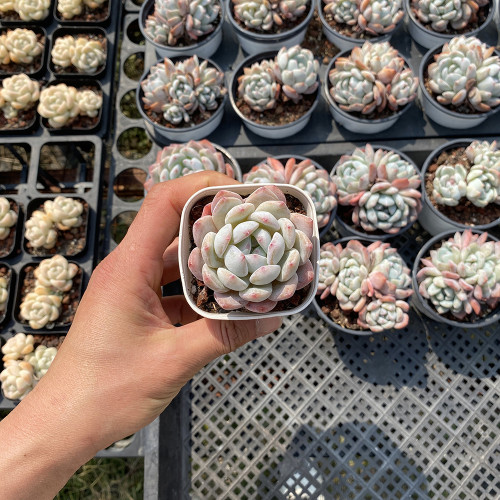 Echeveria 'Monroe' - Stunning Rosette, Vibrant Color, Easy-Care Plant
