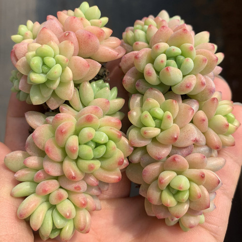 Echeveria cv. 'Shangri-La' - Excellent ornamental value, perfect for desktops and windowsills