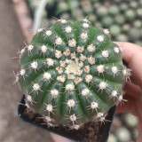 Parodia crassigibba Cactus for Sale | Round, Low-Maintenance Succulent with Symmetrical Form & Soft Spines