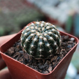 Parodia crassigibba Cactus for Sale | Round, Low-Maintenance Succulent with Symmetrical Form & Soft Spines